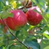Apple 'Beauty Of Bath' -Garden Plant Store pl2000047545