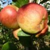 Apple 'Falstaff' (PBR) 2 Apple 'Falstaff' (PBR) -Garden Plant Store pl2000047558