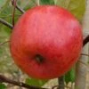 Apple 'Jupiter' (PBR) -Garden Plant Store pl2000047566