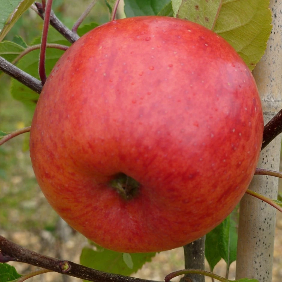 Apple 'Jupiter' (PBR) 3 Apple 'Jupiter' (PBR)