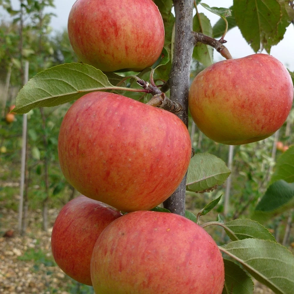 Apple 'Jupiter' (PBR) 4 Apple 'Jupiter' (PBR) - Image 2