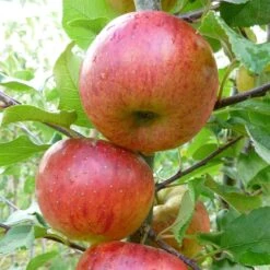 Apple 'Pixie'