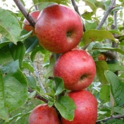 Apple 'Pixie' -Garden Plant Store pl2000047573 card3 lg