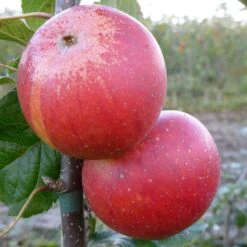 Apple 'Queen Cox'