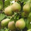 Pear 'Onward' -Garden Plant Store pl2000047607