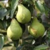 Pear 'Packhams Triumph' -Garden Plant Store pl2000047608