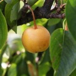 Asian Pear 'Kumoi'