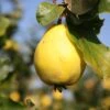 Quince 'Champion' -Garden Plant Store pl2000047615