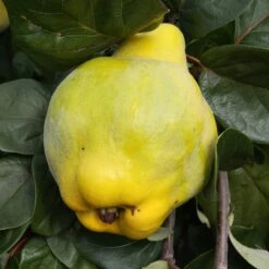 Quince 'Meech's Prolific'