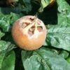 Medlar 'Westerveld' -Garden Plant Store pl2000047623