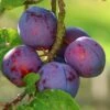Plum 'Seneca' 1 Plum 'Seneca' -Garden Plant Store pl2000047642