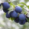 Damson 'Farleigh Damson' -Garden Plant Store pl2000047646