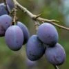 Damson 'Prune Damson' -Garden Plant Store pl2000047649