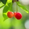 Cherry 'Bigarreau Napoléon' -Garden Plant Store pl2000047654