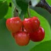 Cherry 'White Heart' -Garden Plant Store pl2000047656