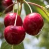 Cherry 'Colney' -Garden Plant Store pl2000047658