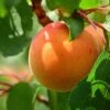 Apricot Flavorcot ('Bayoto') (PBR) 2 Apricot Flavorcot ('Bayoto') (PBR) -Garden Plant Store pl2000047673