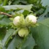 Cobnut 'Pearson's Prolific' -Garden Plant Store pl2000047694