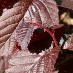 Cobnut 'Purple Filbert'