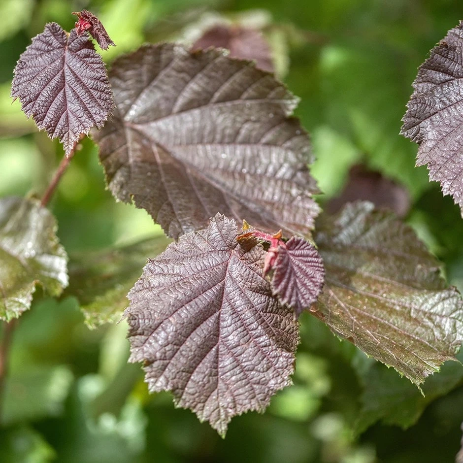Cobnut 'Rote Zellernuss' 3 Cobnut 'Rote Zellernuss'