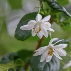 Sinojackia Xylocarpa