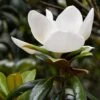 Magnolia Grandiflora 'Little Gem' -Garden Plant Store pl2000047847