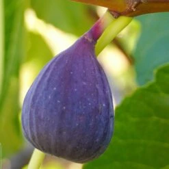 Fig 'Ronde De Bordeaux'