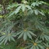 Schefflera Taiwaniana 1 Schefflera Taiwaniana -Garden Plant Store pl2000047938