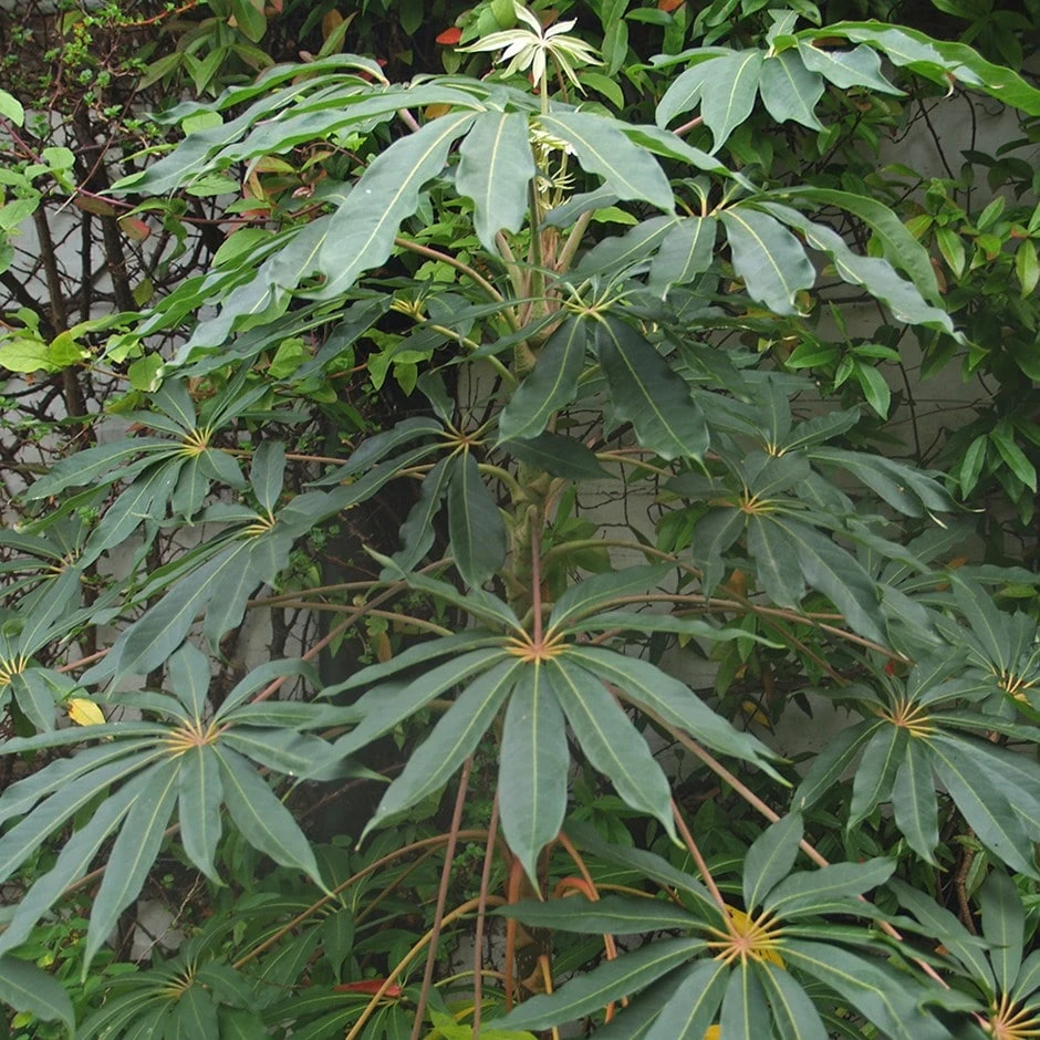 Schefflera Taiwaniana 3 Schefflera Taiwaniana