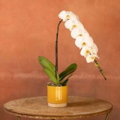 Phalaenopsis 'Formidablo Niagra Falls' -Garden Plant Store pl2000047966 card5 lg