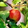 Apple 'Jonagold' 1 Apple 'Jonagold' -Garden Plant Store pl2000048048