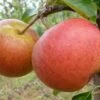 Apple Rubinette ('Rafzubin') -Garden Plant Store pl2000048049