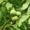 Walnut (common) -Garden Plant Store pl2000048057