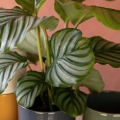 Goeppertia Orbifolia -Garden Plant Store pl2000048186 card6 lg