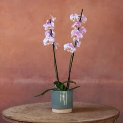 Phalaenopsis 'Pink Clouds' -Garden Plant Store pl2000048226 card3 lg