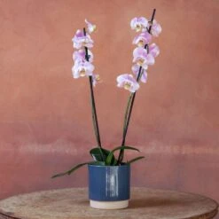 Phalaenopsis 'Pink Clouds' -Garden Plant Store pl2000048226 card4 lg