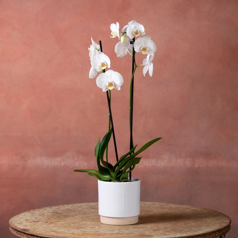 Phalaenopsis 'Inverness' 4 Phalaenopsis 'Inverness' - Image 2
