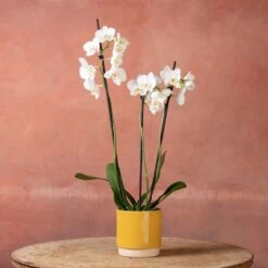Phalaenopsis 'Folkestone' -Garden Plant Store pl2000048234 card5 lg