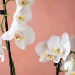 Phalaenopsis 'Folkestone' -Garden Plant Store pl2000048234 card6 lg