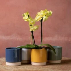 Phalaenopsis 'La Paz'