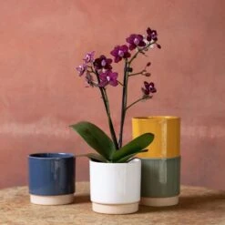 Phalaenopsis 'Hornglin Vicky'