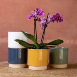 Phalaenopsis 'Perceval'