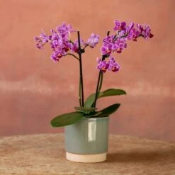 Phalaenopsis 'Take Five' -Garden Plant Store pl2000048241 card3 lg