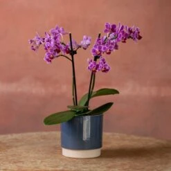 Phalaenopsis 'Take Five' -Garden Plant Store pl2000048241 card4 lg