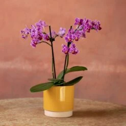 Phalaenopsis 'Take Five' -Garden Plant Store pl2000048241 card5 lg