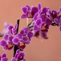 Phalaenopsis 'Take Five' -Garden Plant Store pl2000048241 card6 lg