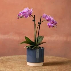 Phalaenopsis 'Pink Veins' -Garden Plant Store pl2000048242 card3 lg