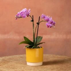 Phalaenopsis 'Pink Veins' -Garden Plant Store pl2000048242 card4 lg