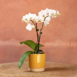Phalaenopsis 'Puppy' -Garden Plant Store pl2000048247 card5 lg
