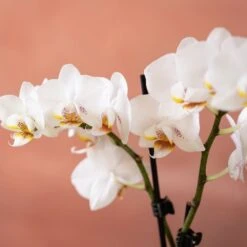 Phalaenopsis 'Puppy' -Garden Plant Store pl2000048247 card6 lg